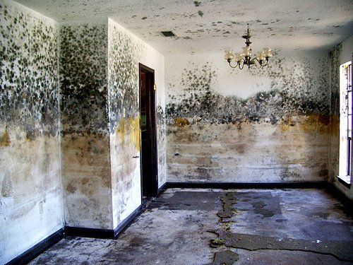 Bacteria and other contaminants can co-occur in water-damaged buildings